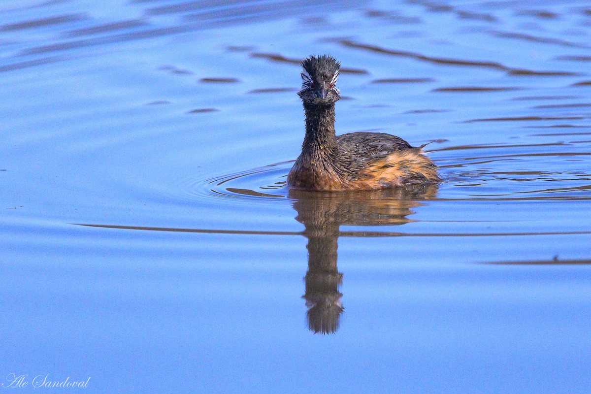 White-tufted Grebe - ML642010966