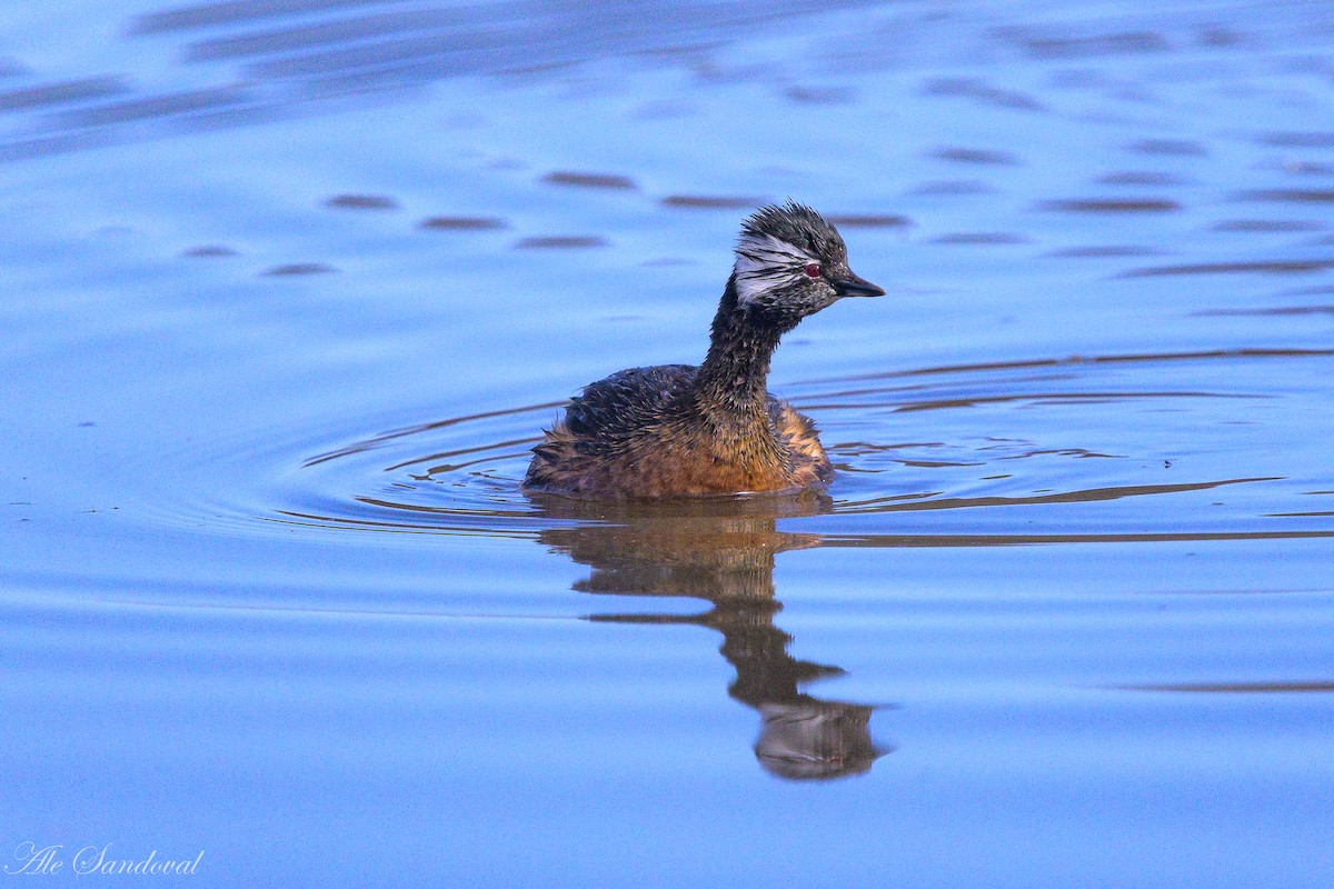 White-tufted Grebe - ML642010967