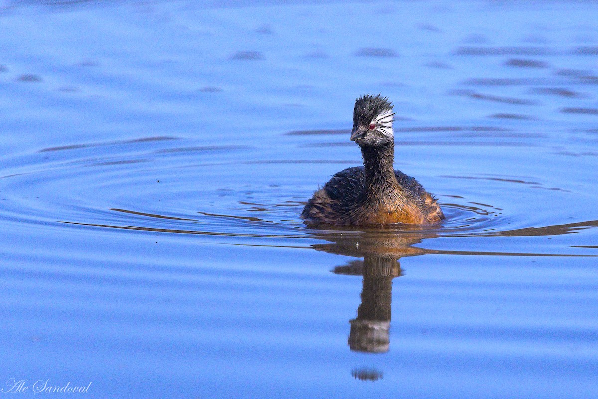 White-tufted Grebe - ML642010968