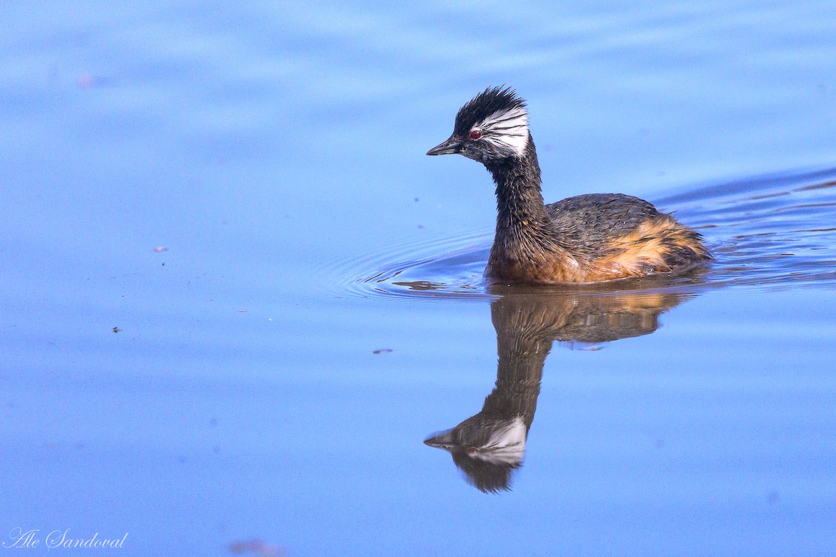 White-tufted Grebe - ML642010969