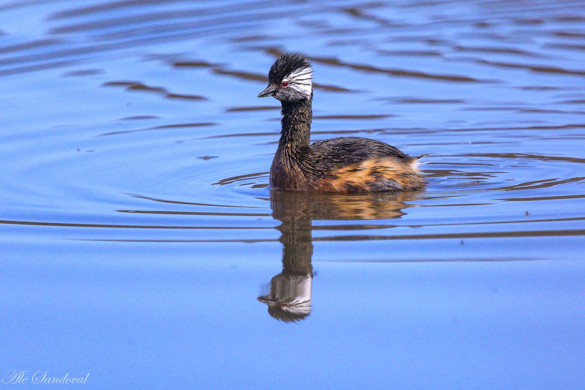 White-tufted Grebe - ML642010970