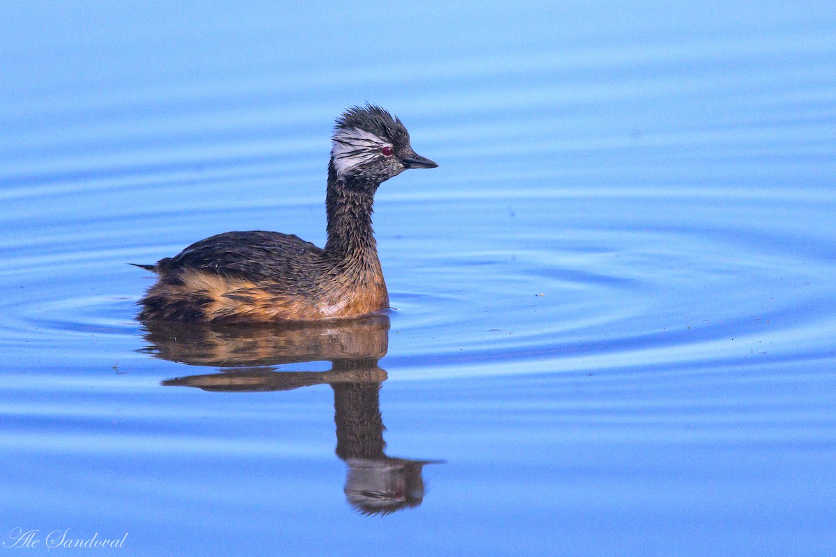 White-tufted Grebe - ML642010971