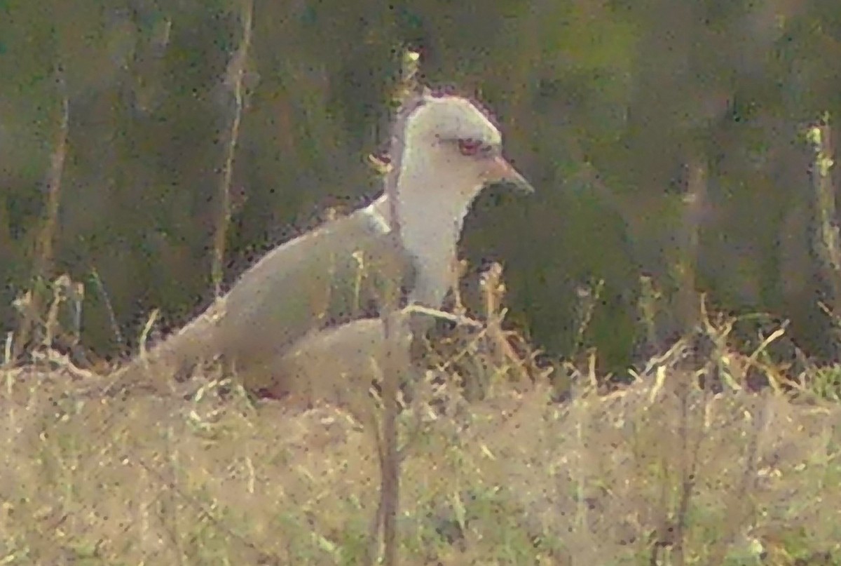 Andean Lapwing - ML642010972