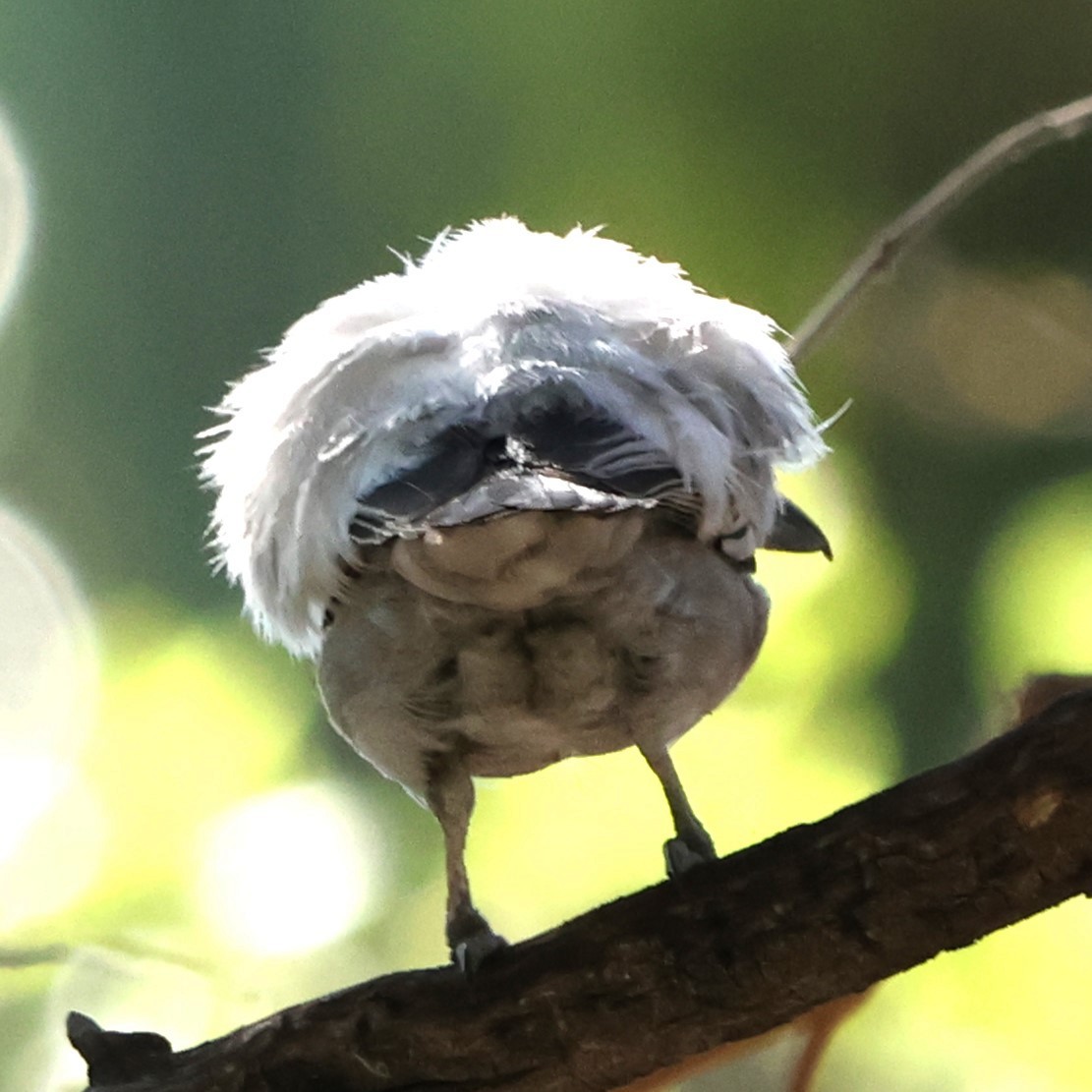 Black-backed Puffback - ML642010976