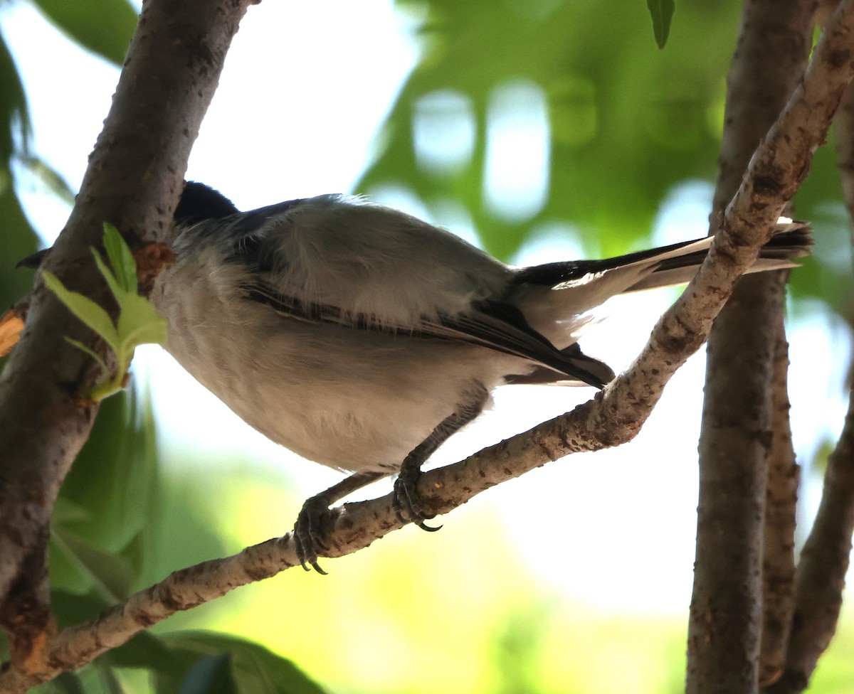 Black-backed Puffback - ML642010977