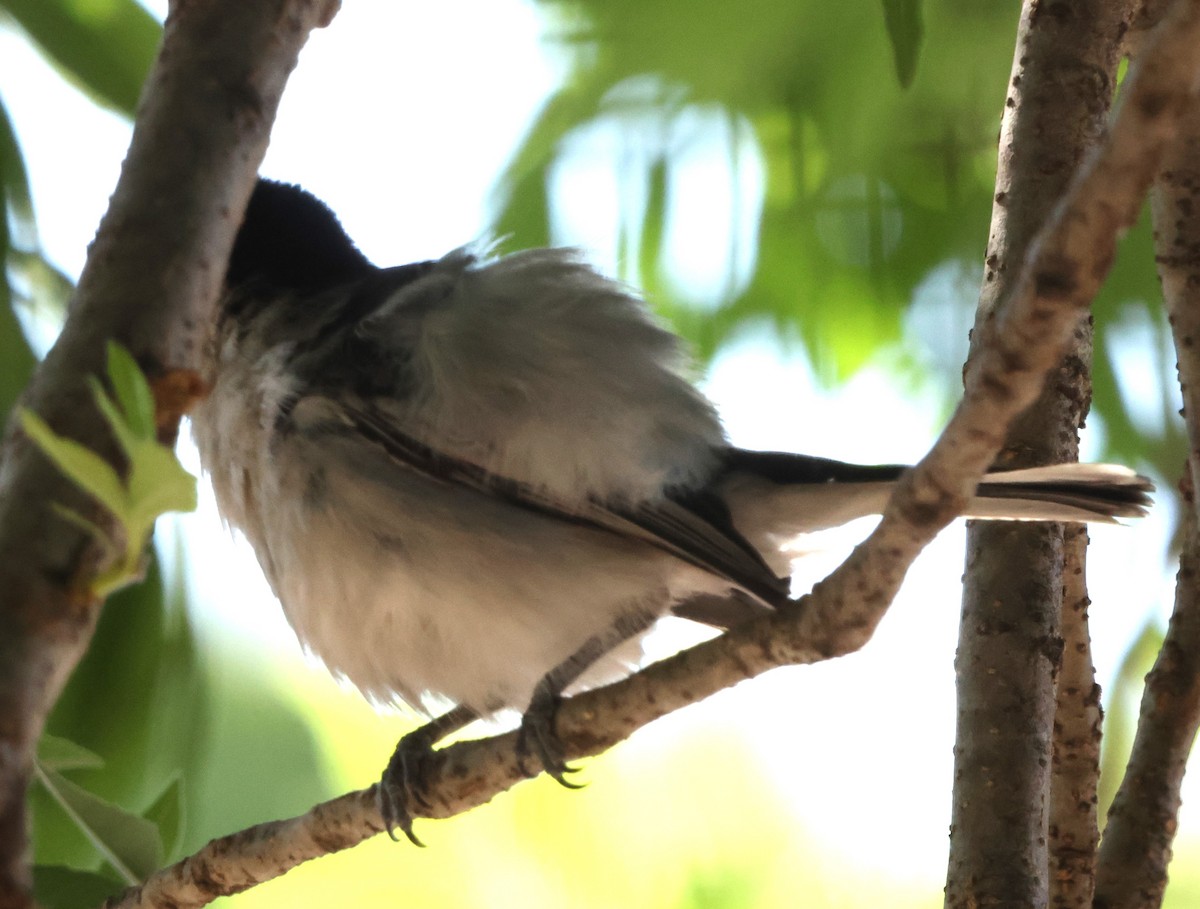 Black-backed Puffback - ML642010978