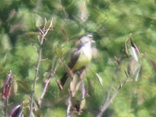 Western Kingbird - ML642010982