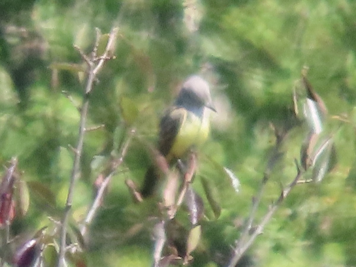 Western Kingbird - ML642010983
