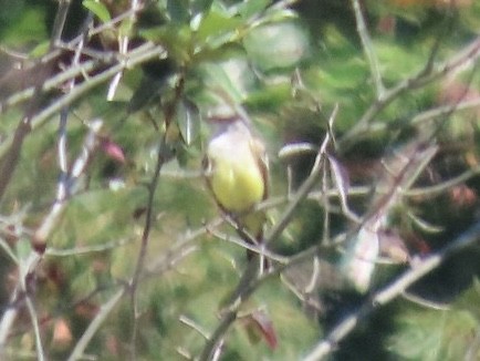 Western Kingbird - ML642010984