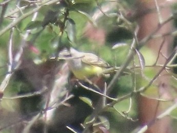Western Kingbird - ML642010985