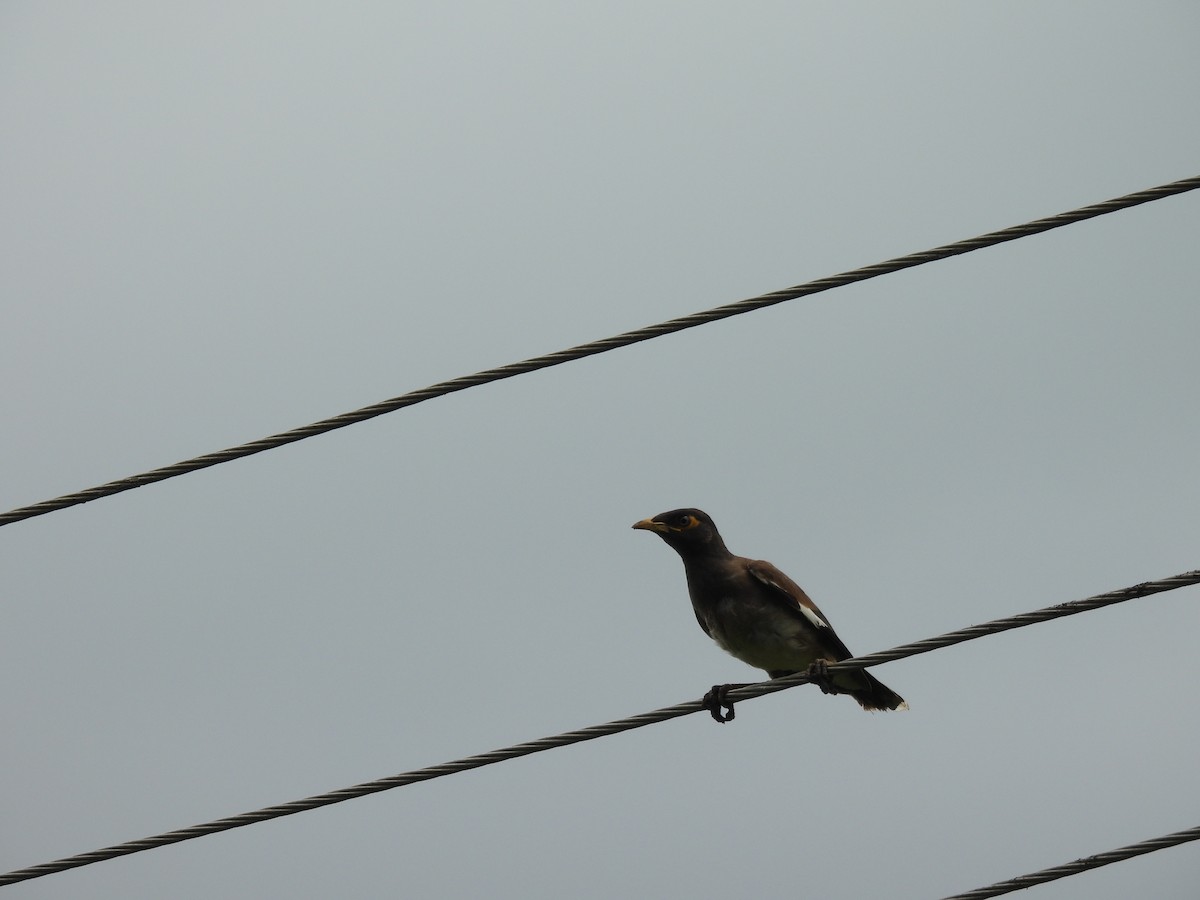 Common Myna - ML642010986