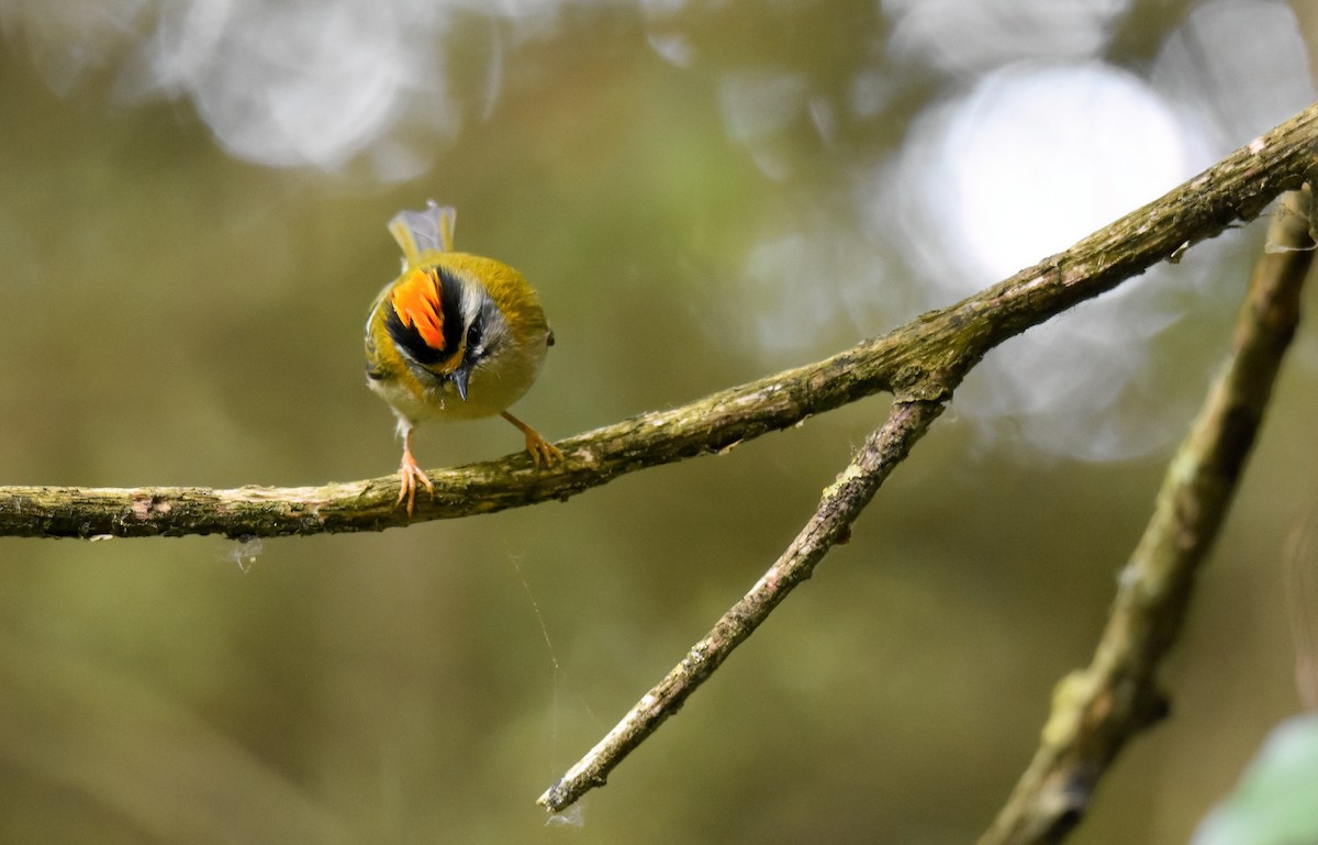 Common Firecrest - ML642011039