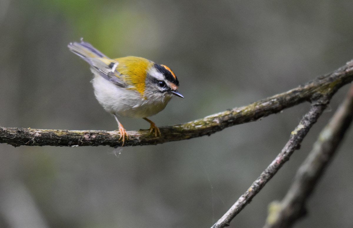 Common Firecrest - ML642011040