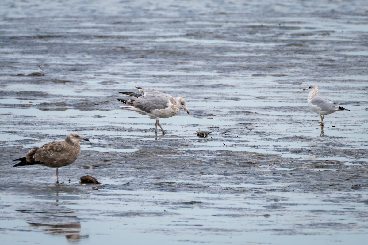 American Herring Gull - ML642011049