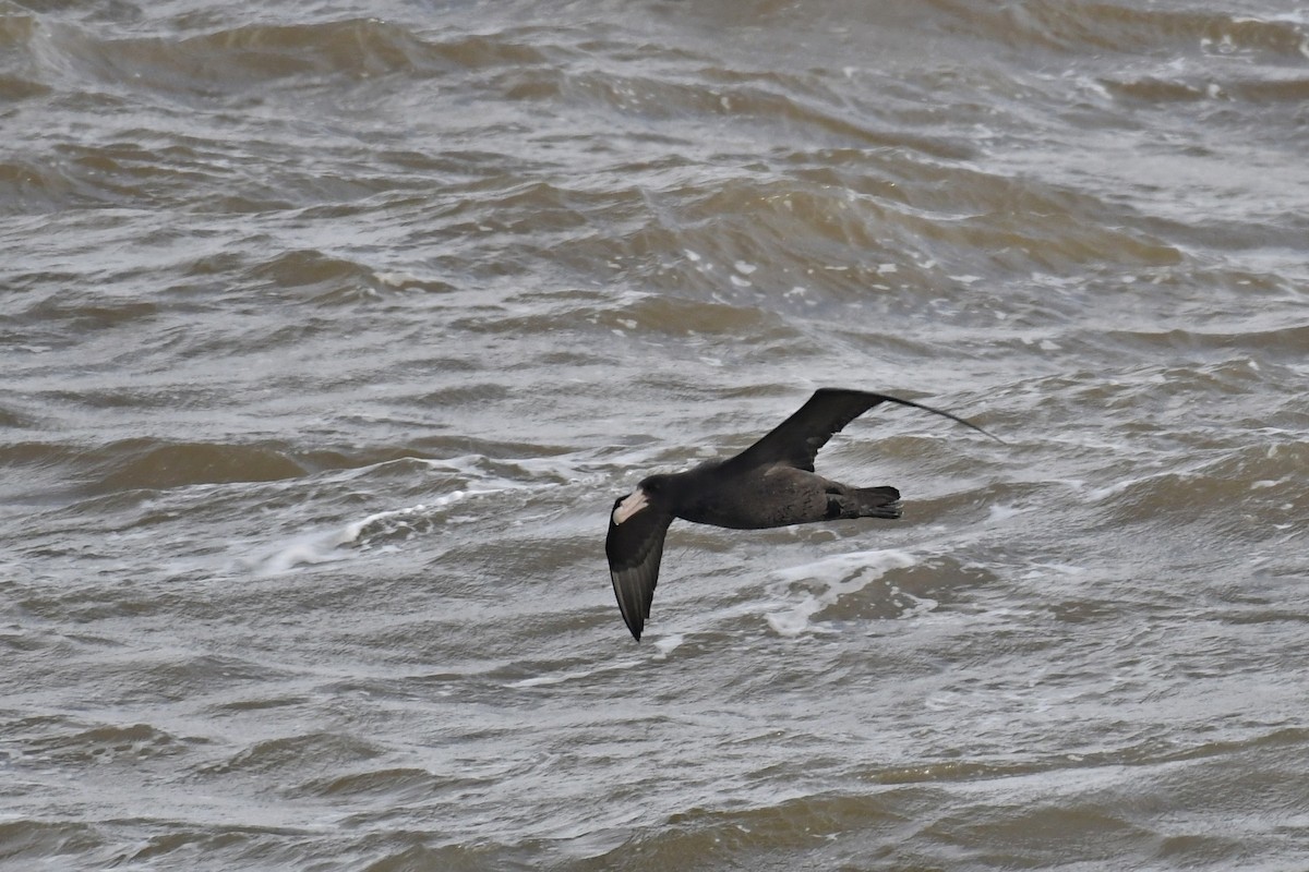Southern Giant-Petrel - ML642011053