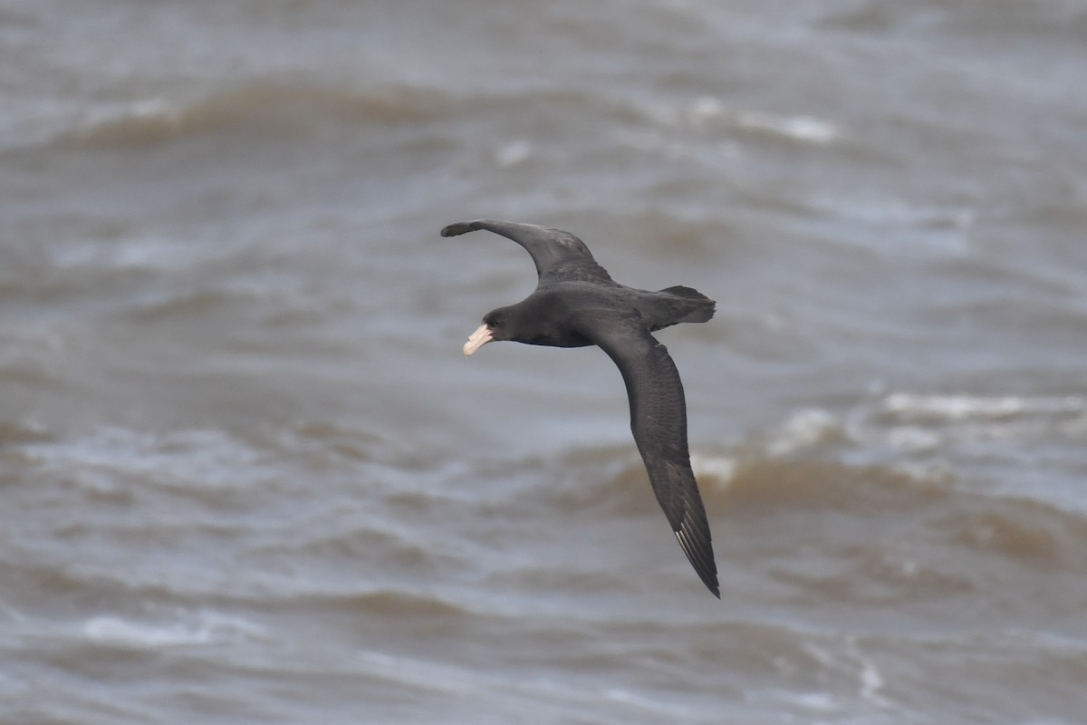 Southern Giant-Petrel - ML642011054