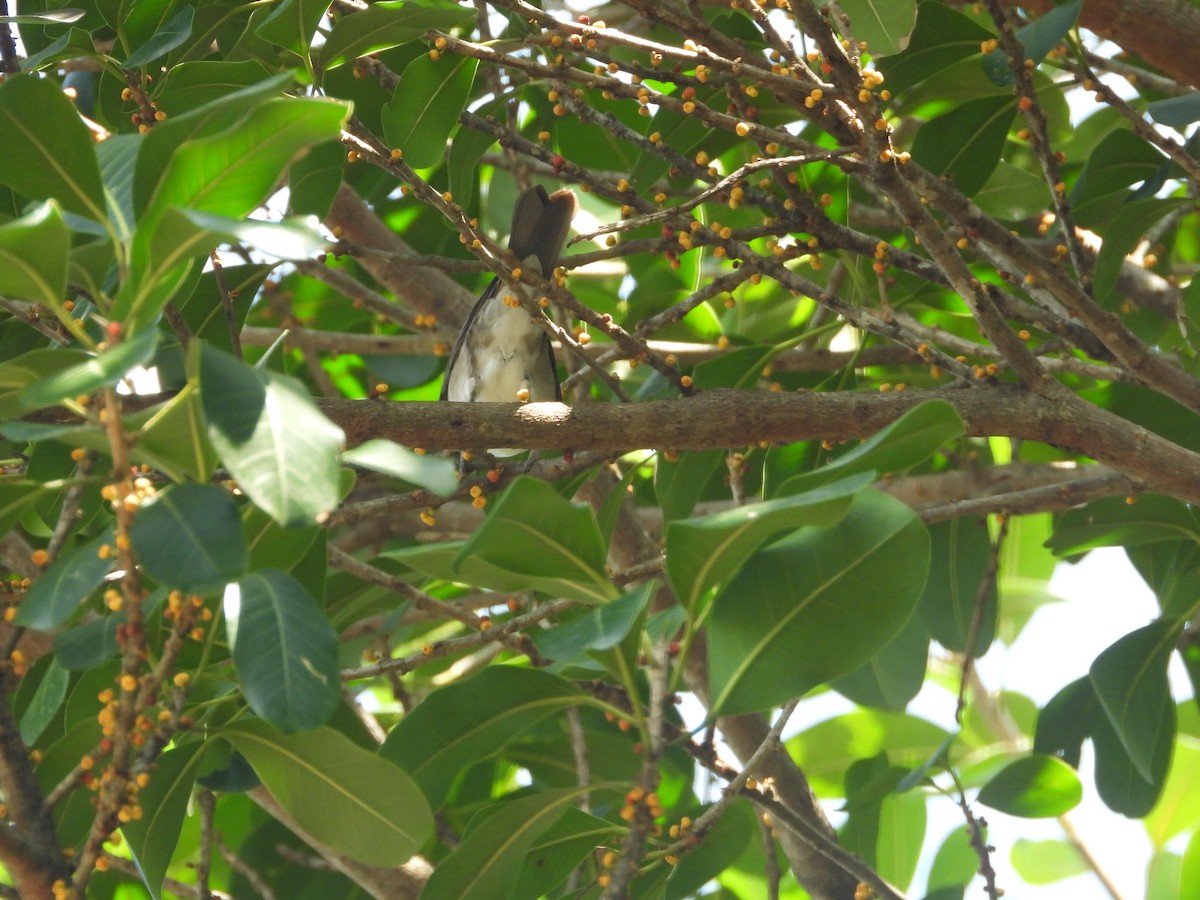 Black-billed Thrush - ML642011059