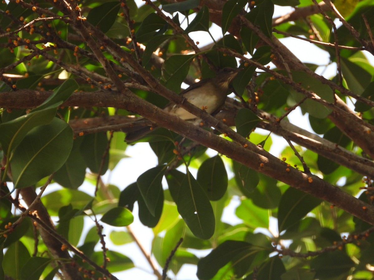 Black-billed Thrush - ML642011060