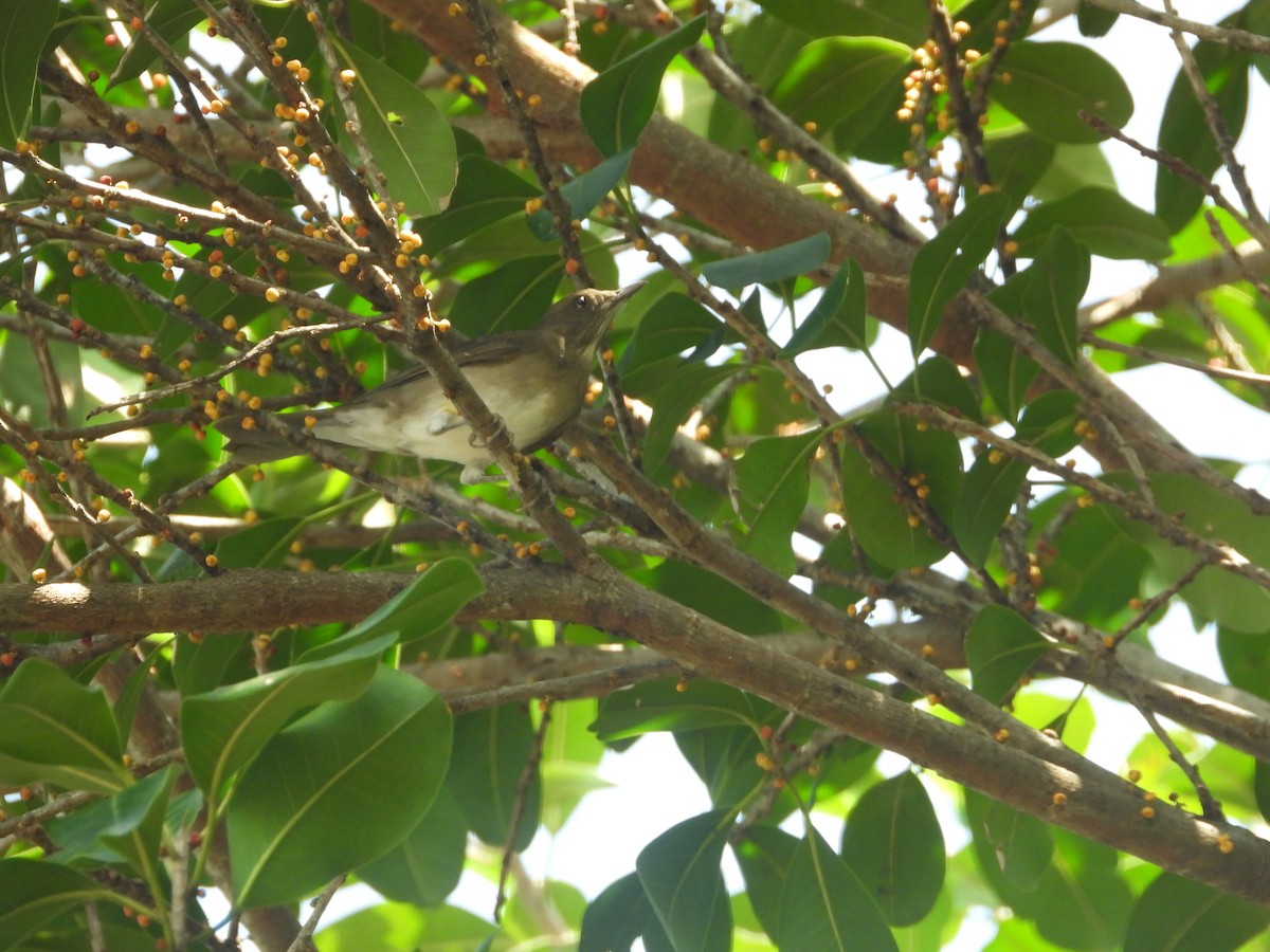 Black-billed Thrush - ML642011061