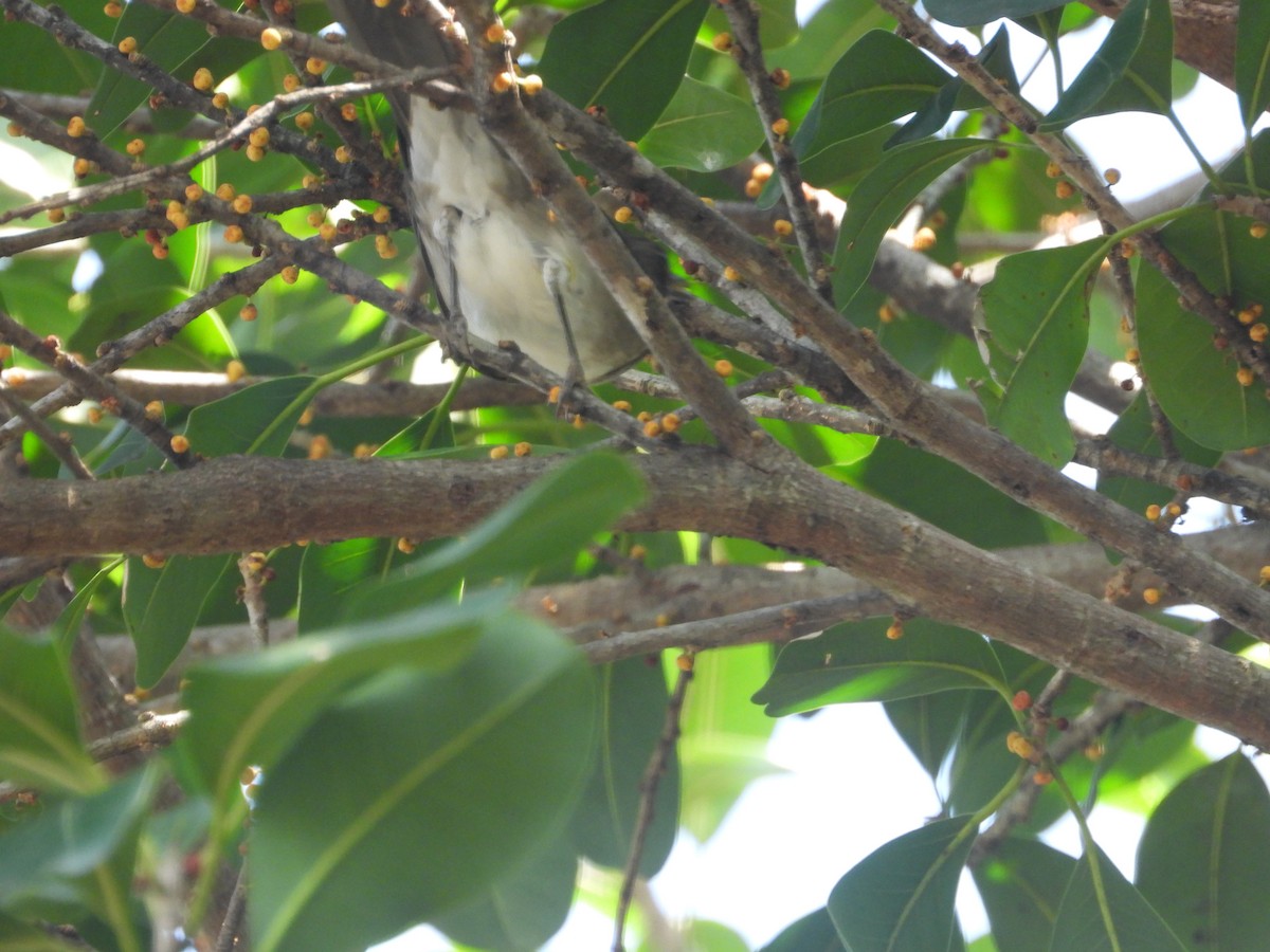 Black-billed Thrush - ML642011062