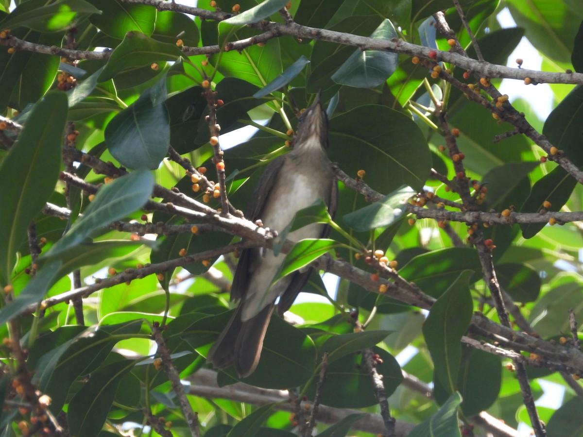 Black-billed Thrush - ML642011063
