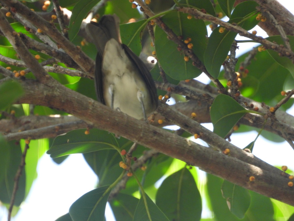 Black-billed Thrush - ML642011064