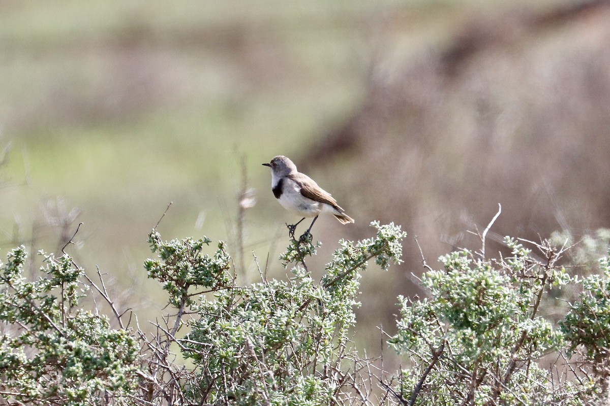 White-fronted Chat - ML642011079