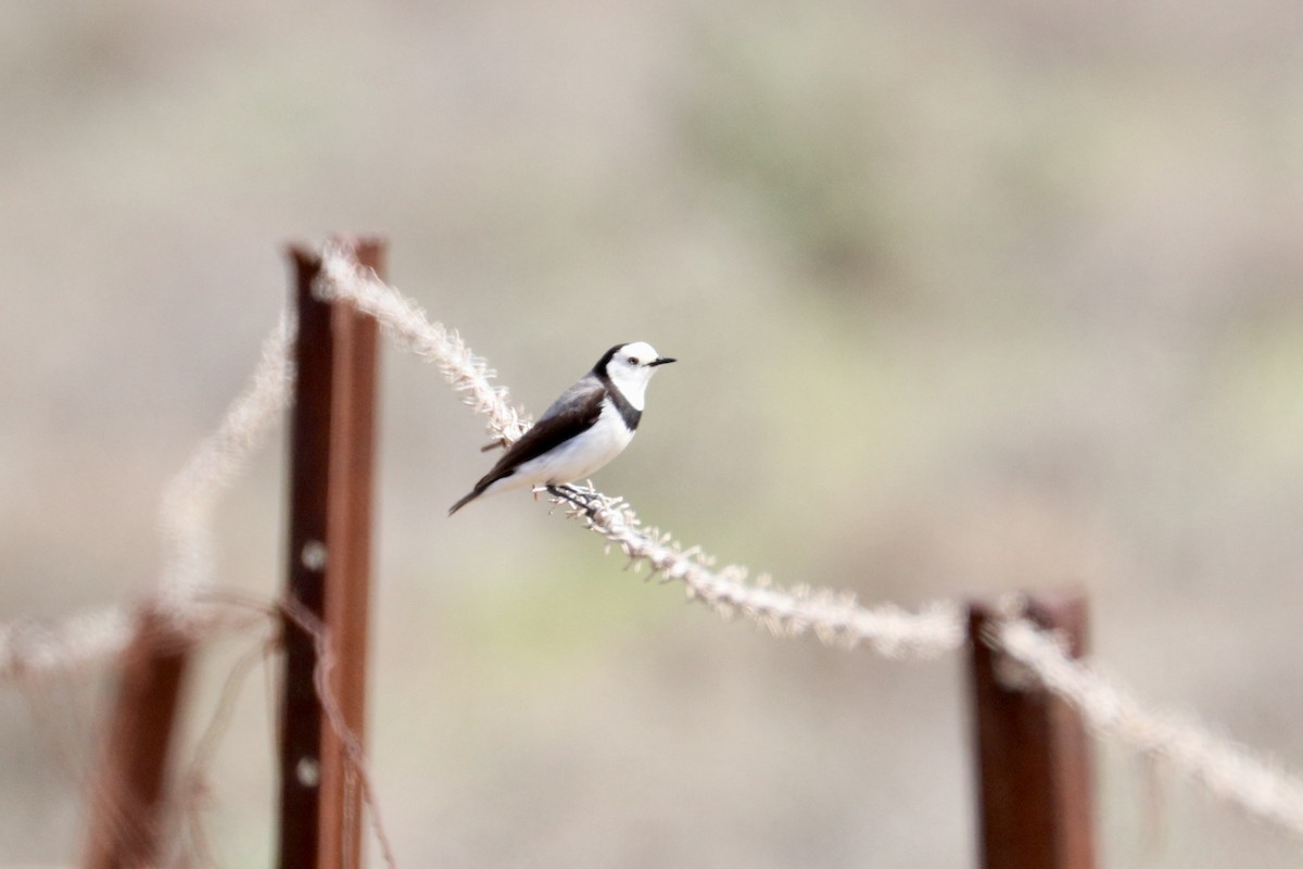 White-fronted Chat - ML642011080