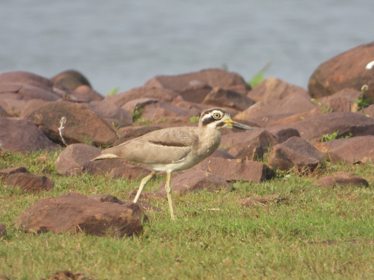 Great Thick-knee - ML642011084