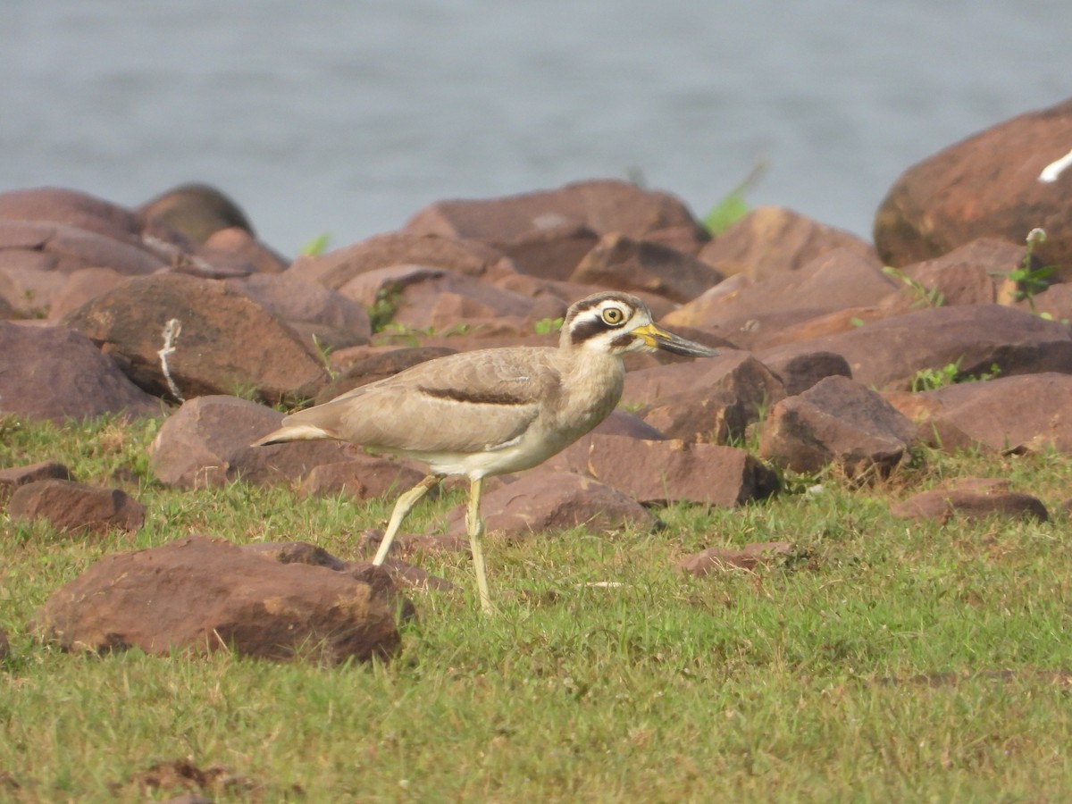 Great Thick-knee - ML642011085
