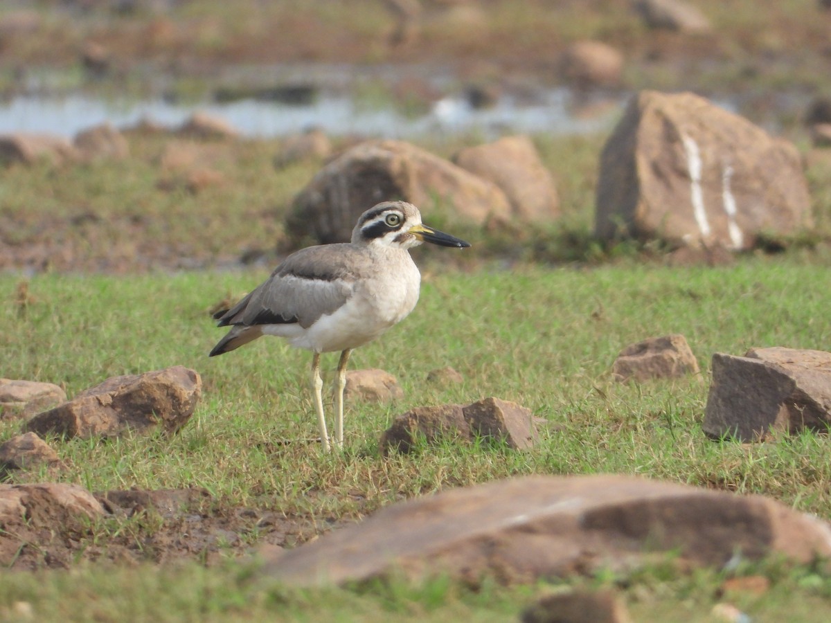 Great Thick-knee - ML642011086