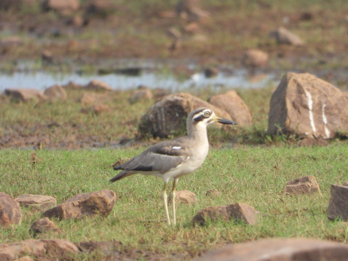 Great Thick-knee - ML642011087