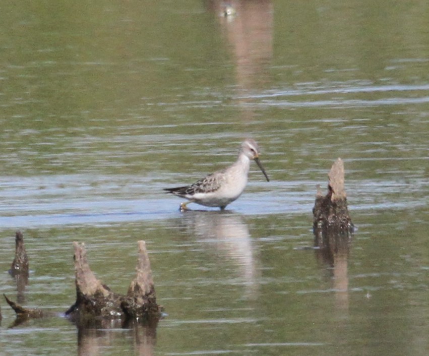 Stilt Sandpiper - ML642011102