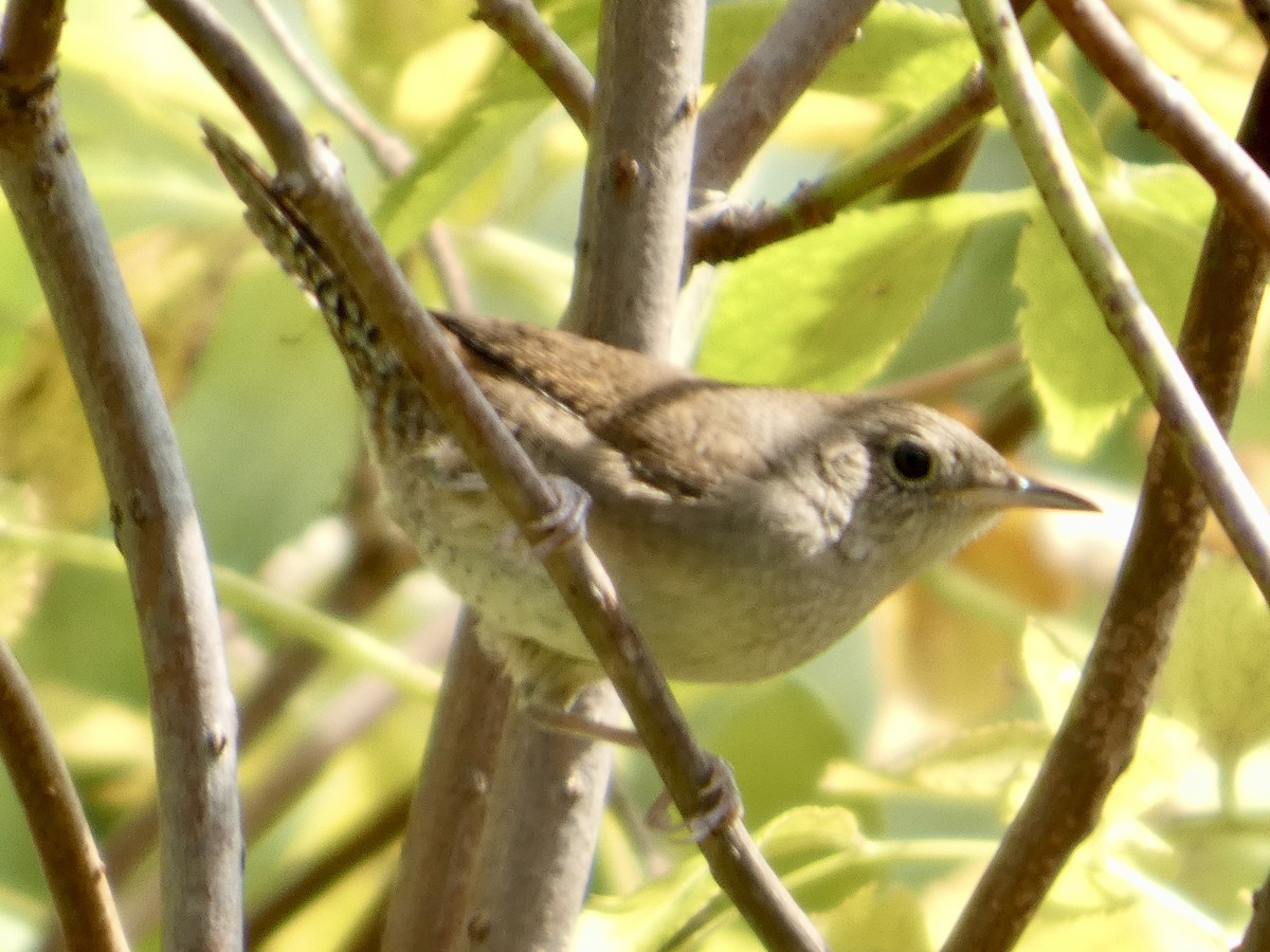 Northern House Wren - ML642011117