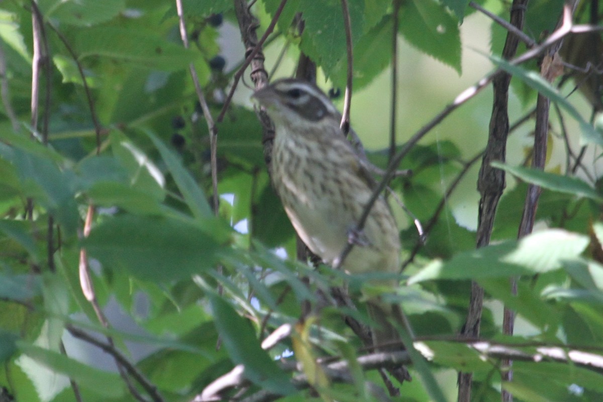 Rose-breasted Grosbeak - ML642011120
