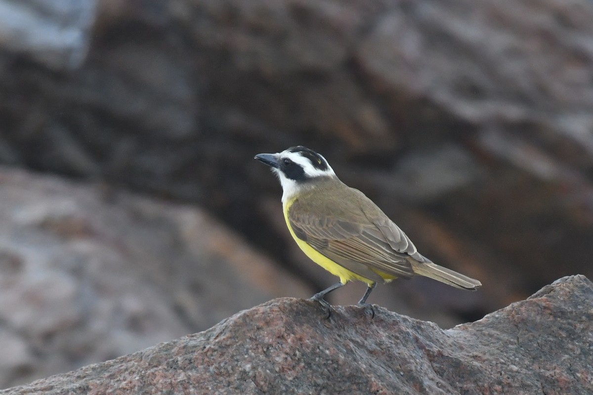 Great Kiskadee - ML642011139
