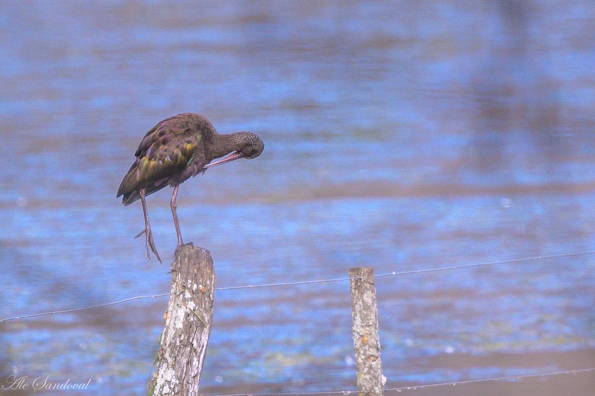 White-faced Ibis - ML642011140