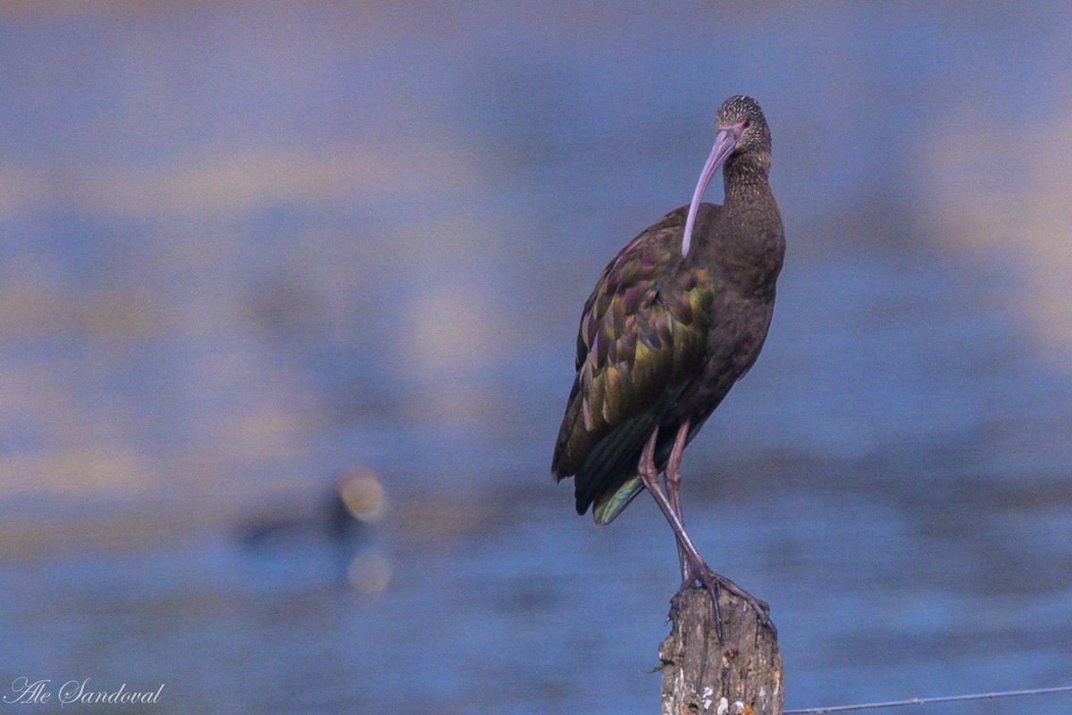 White-faced Ibis - ML642011141