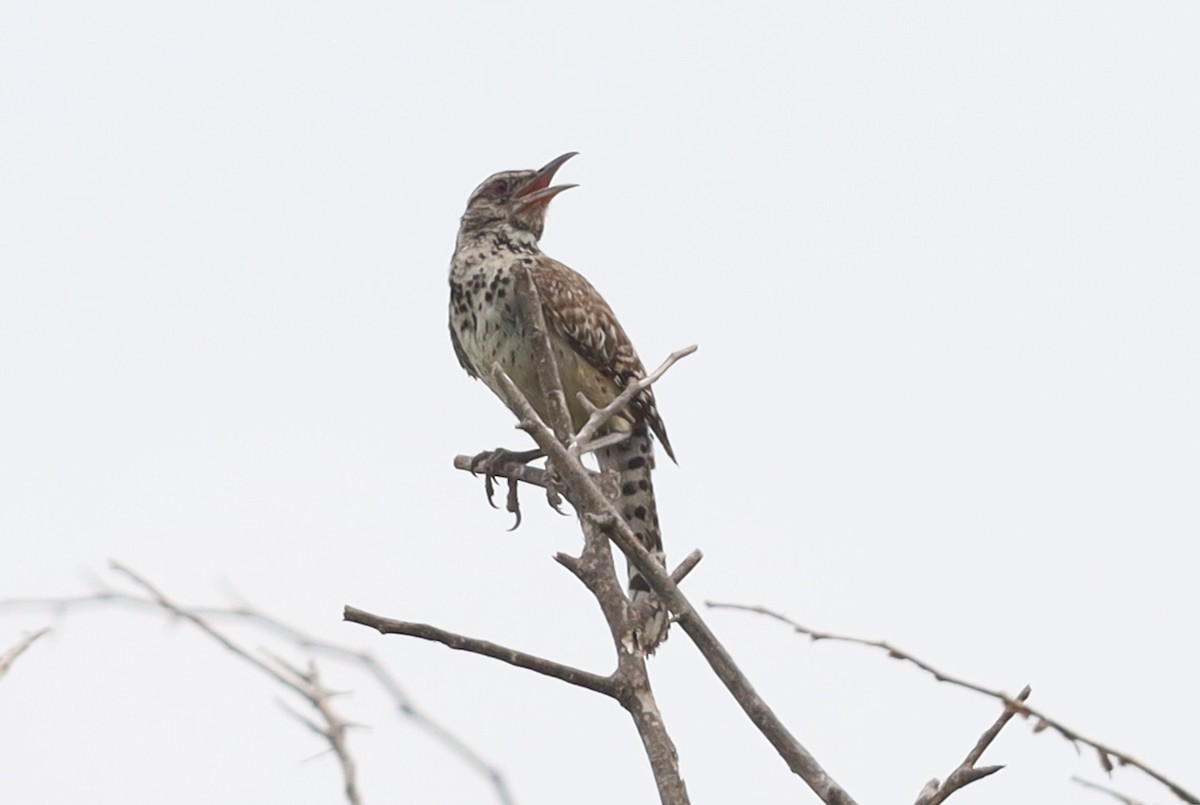Cactus Wren - ML642011142