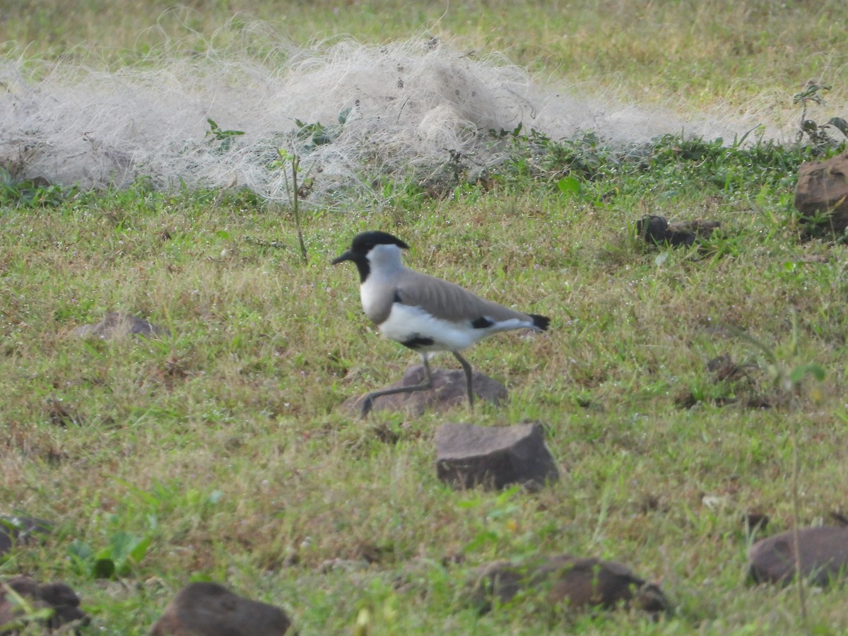 River Lapwing - ML642011143