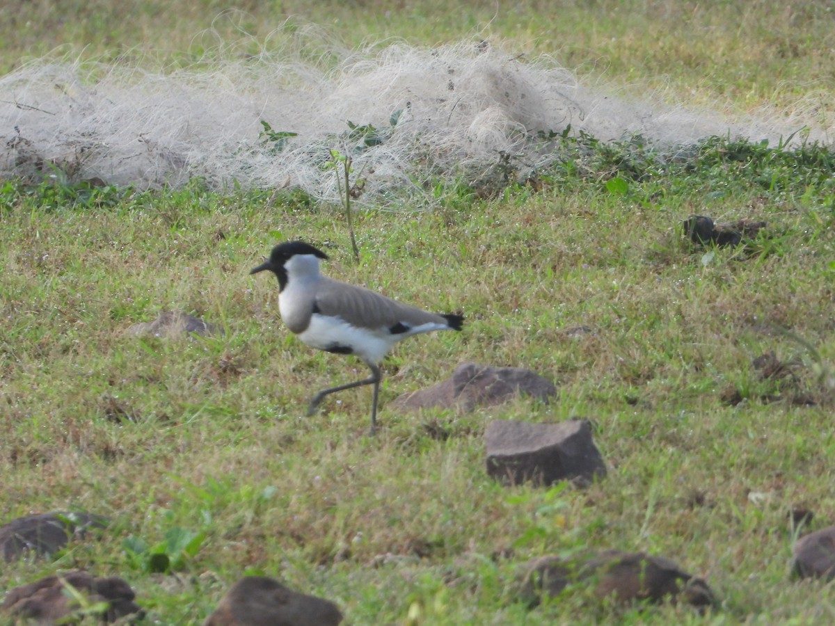River Lapwing - ML642011144