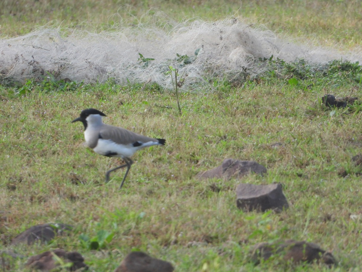 River Lapwing - ML642011145