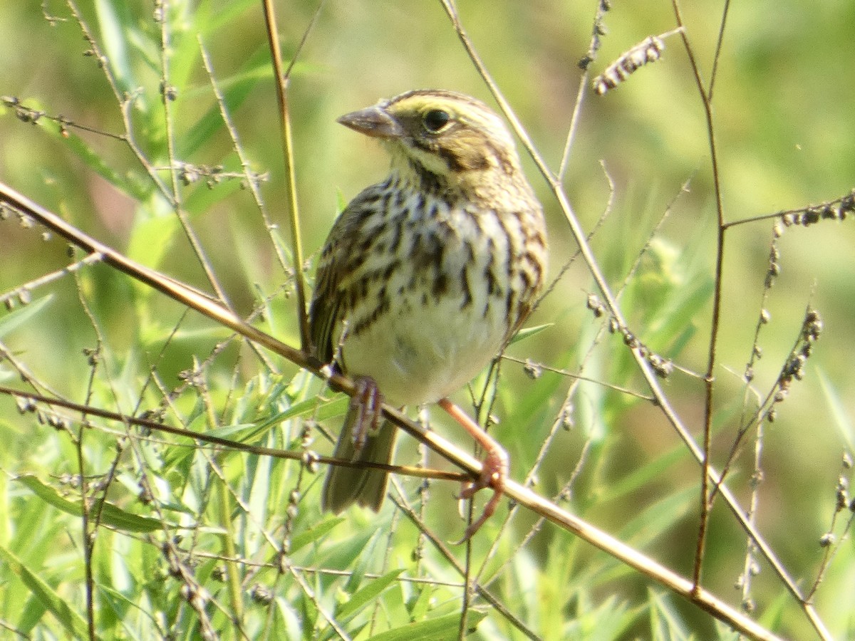 Savannah Sparrow - ML642011146