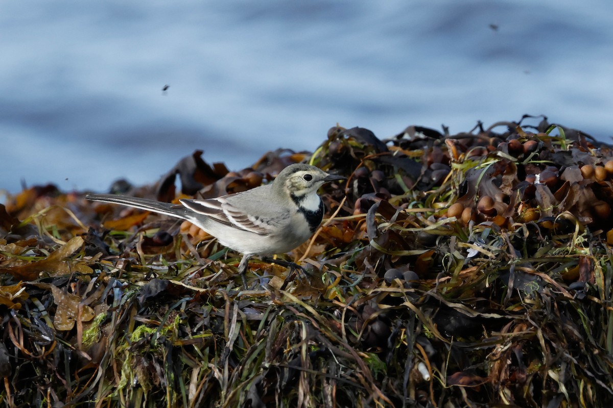 White Wagtail - ML642011147