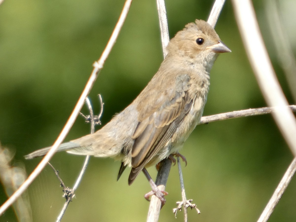 Indigo Bunting - ML642011148