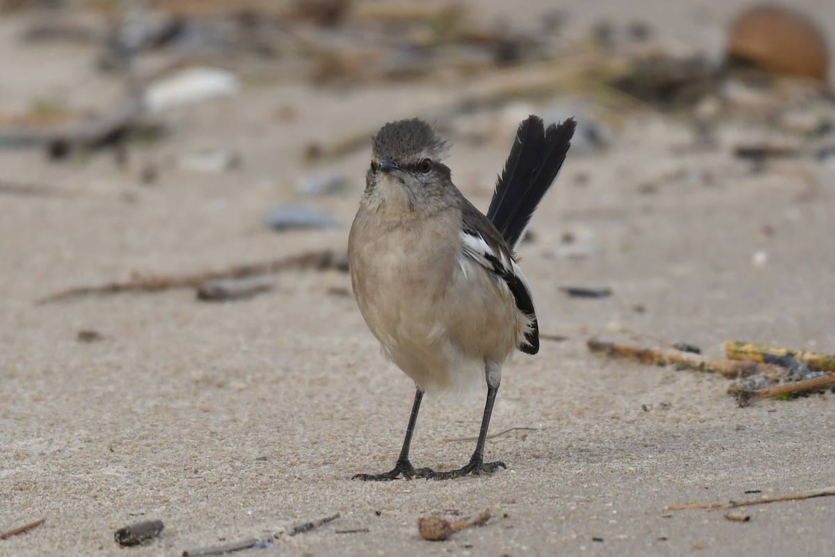 White-banded Mockingbird - ML642011150