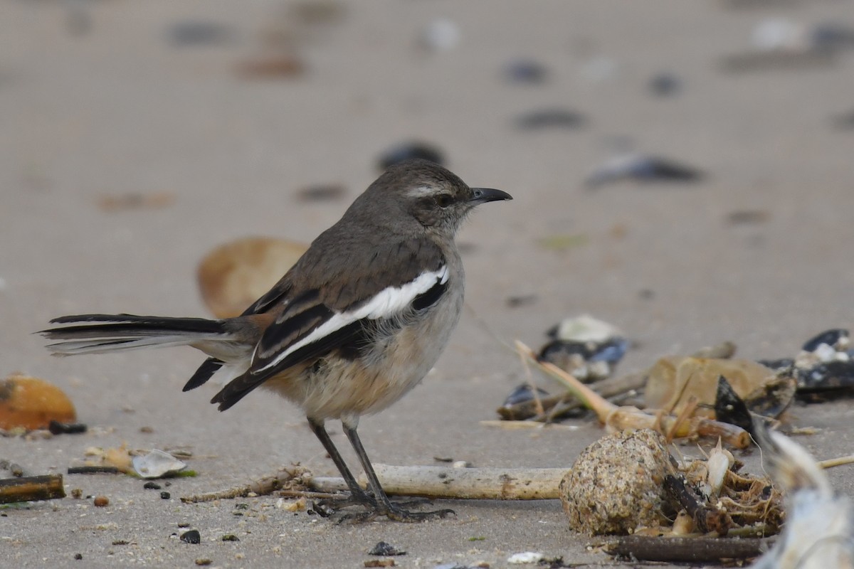 White-banded Mockingbird - ML642011151