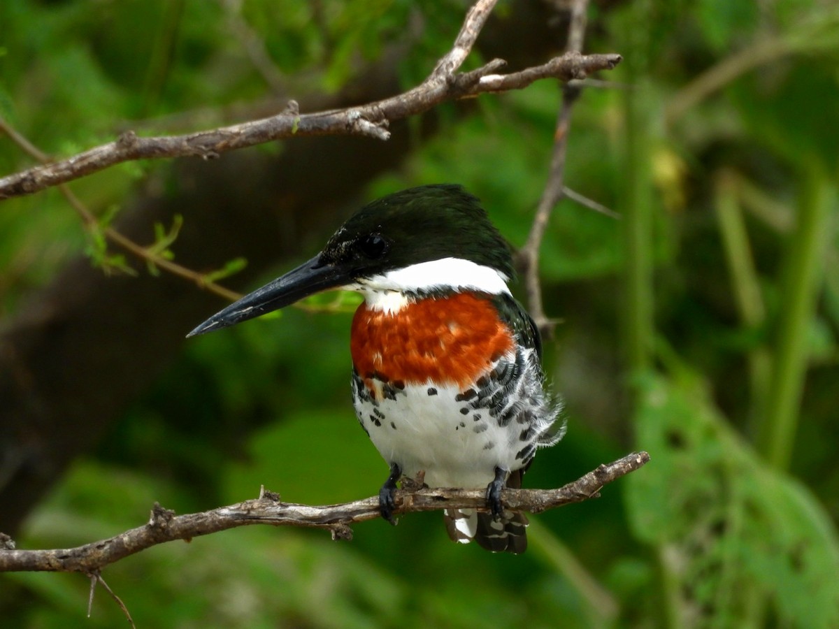 Green Kingfisher - ML642011152