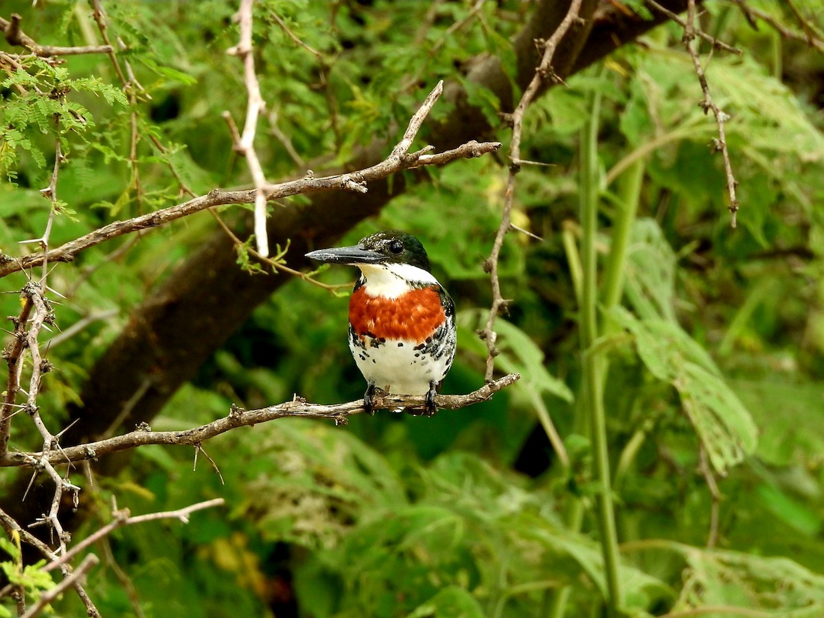 Green Kingfisher - ML642011153