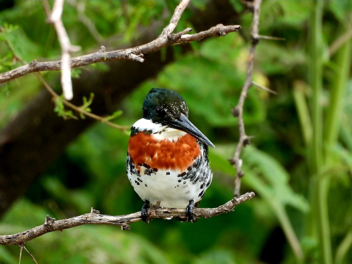 Green Kingfisher - ML642011154